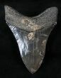 Beautiful Black Megalodon Tooth #14174-2
